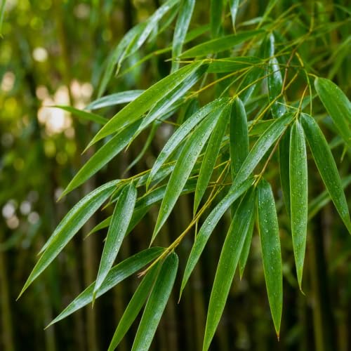 Bamboo Fernleaf (3 Count)