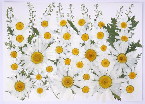 48 Pcs Natural Dried Pressed Daisy Flowers for Cake Decorating (Daisy)