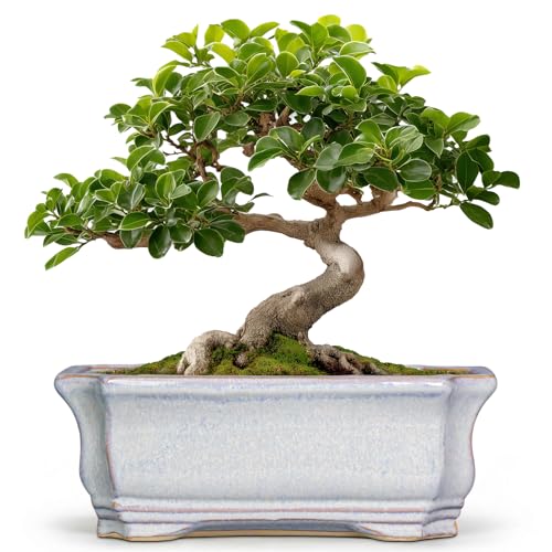 Ceramic Bonsai Planter (11 Inch / Rectangular Grey)