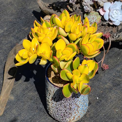 Live Succulent Golden Jade with Green Stripe Pot (Green Pot)