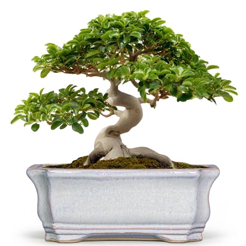 Bonsai Pots Ceramic (13.5 Inch / Rectangular Grey)