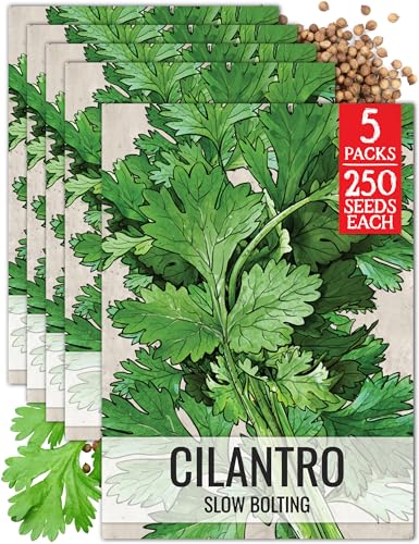 Cilantro Seeds to Plant Slow Bolting Heirloom & Non (5 Packs)