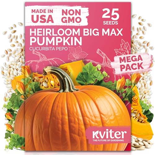 25 Big Max Pumpkin Heirloom Vegetable Seeds for Planting