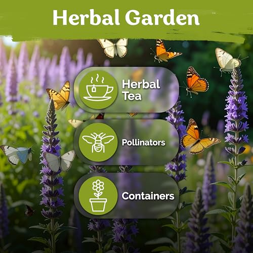800 Hyssop Heirloom Herb Seeds for Planting
