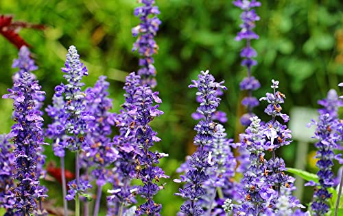 Live Perennial Plants (10 Pots)