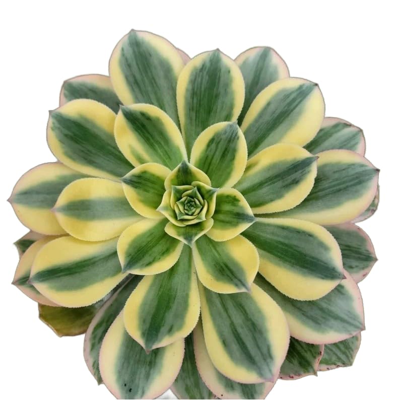 Live Succulents 4" Aeonium Sunburst Fully Rooted in Pots with Soil Mix (4" / Aeonium Sunburst)