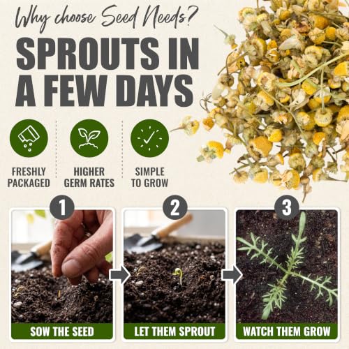 German Chamomile Seeds to Plant Heirloom Non (2 Packs)