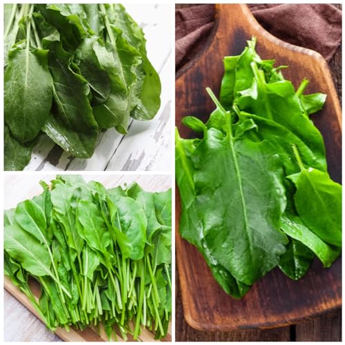 Sorrel Seeds to Plant Heirloom & Non (5 Packs)