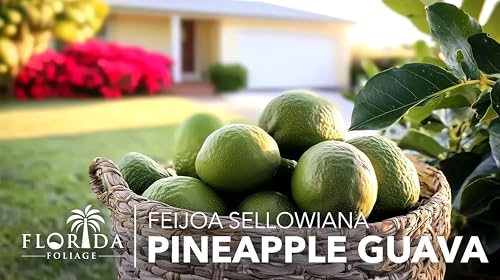 Pineapple Guava (2 Inch / 20 Plants)