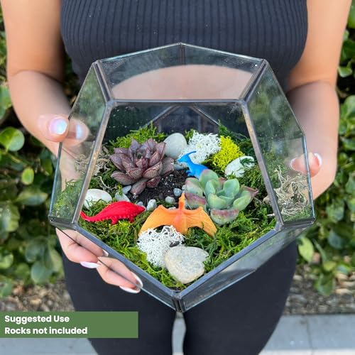 Glass Terrarium Kit