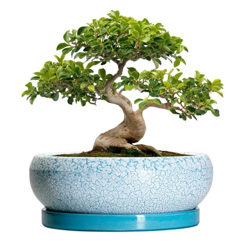 Bonsai Pots 13 Inch Ceramic Succulent Pots with Drainage Hole and Tray (13 Inch / Blue-white)