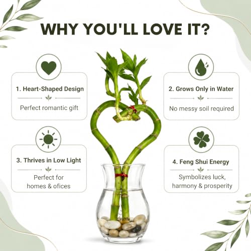 Lucky Bamboo Live Plant Heart Shaped