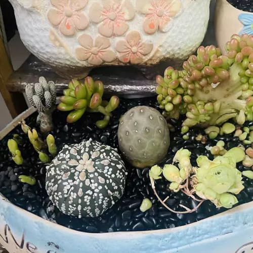 5 lbs Pebbles for Indoor Plants. 3