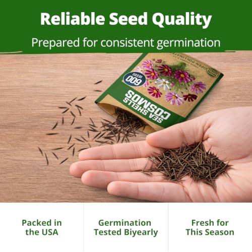 Sea Shells Cosmos Seeds