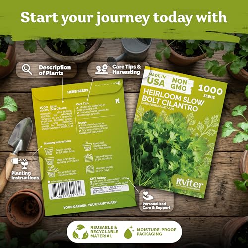 1 000 Slow Bolt Cilantro Heirloom Herb Seeds