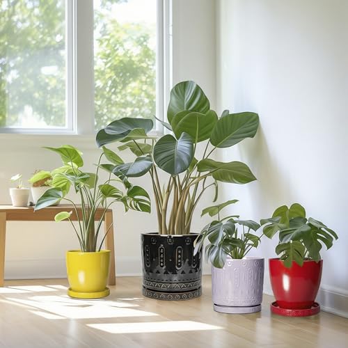 Ceramic Plant Saucer 7.5 Inch (7.5 Inch / Black)