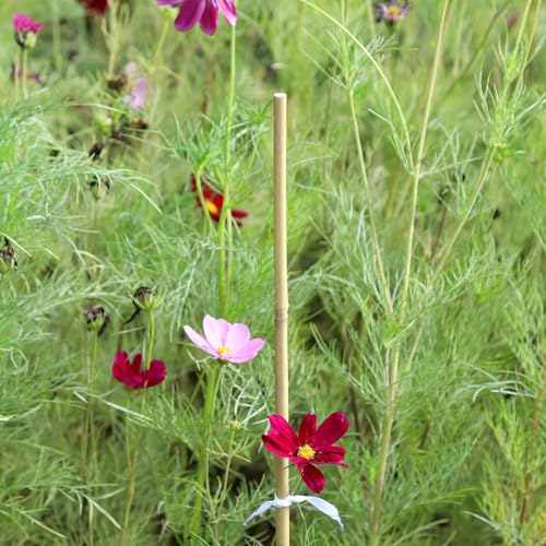 Natural Bamboo Plant Stake（3FT 50Pcs） Sturdy Bamboo Poles (3ft-50pcs)