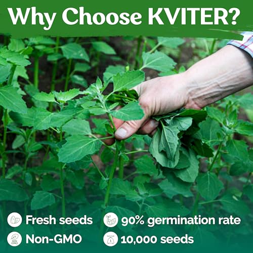 10000 Lambs Quarter Herb Heirloom Seeds