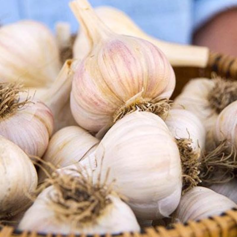 1 LB Top Size White Softneck Garlic Bulbs for Planting in Fall (White)