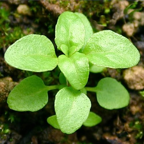 Pennyroyal Mint Seeds to Plant Heirloom Non (2 Packs)