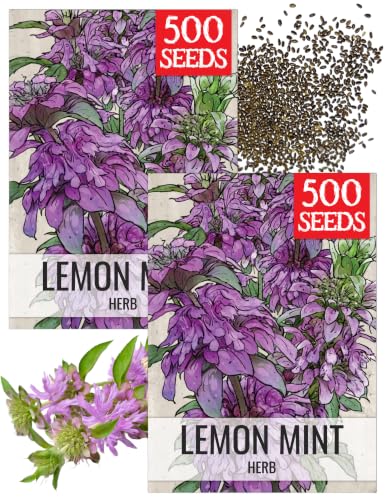 Lemon Mint Seeds to Plant Annual Heirloom Non (2 Packs)