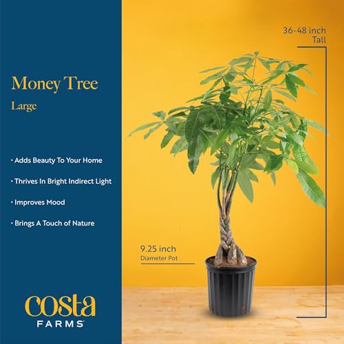 Money Tree Live Indoor Plant (Money Tree, Large (3-4 Feet Tall) in Grow Pot)
