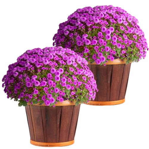 Garden Mums Live Outdoor Plant (Bushel Basket Flower Pot / 3 Qt. (Pack of 2) / Purple)