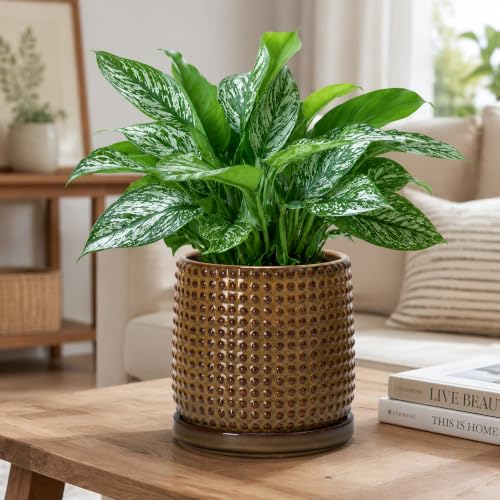 Beaded Ceramic Pot with Saucer (5.8 Inch / Olive Bronze)