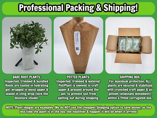 Live Perennial Plants (2 Count)