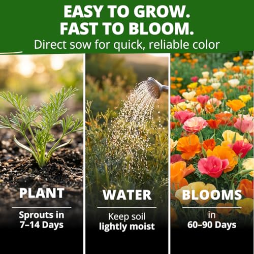 Mission Bells Poppy 6000 Flower Seeds Eschscholzia californica