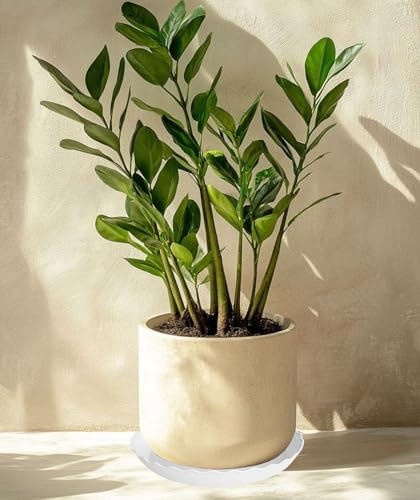 4 Pack Plant Saucer 18 inch (18" (4 pack) / White)