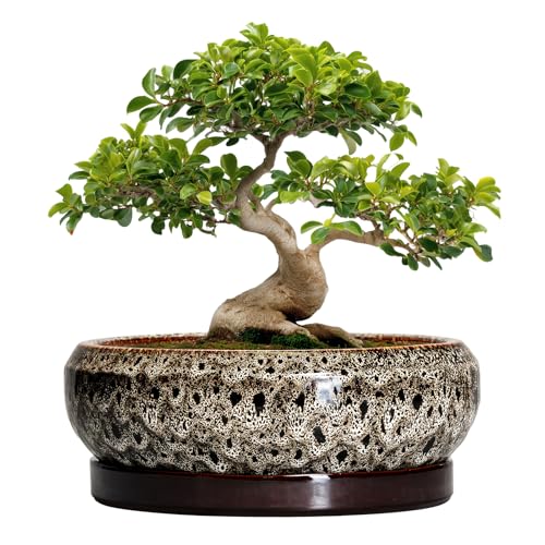 Bonsai Planter 13 Inch (13 Inch / Leopard Brown-white)