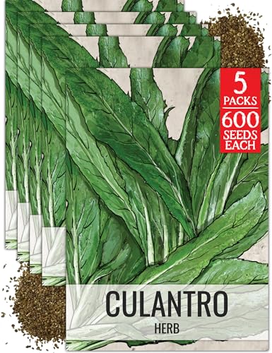 Culantro Seeds to Plant Heirloom Non (5 Packs)