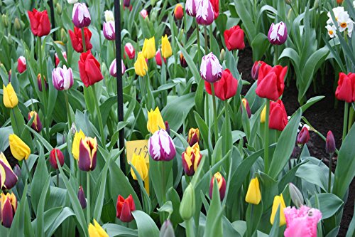 50 Triumph Tulip Bulbs for Planting (50 Count)
