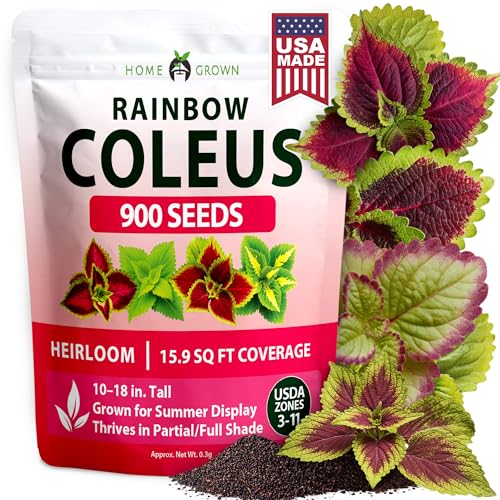 Rainbow Coleus 900 Flower Seeds Plectranthus scutellarioides