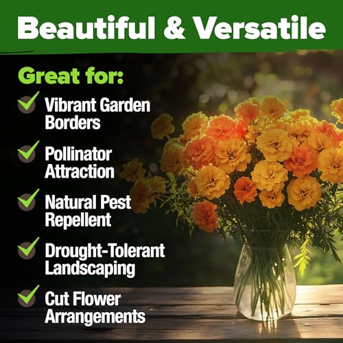 Crackerjack African Marigold Seeds