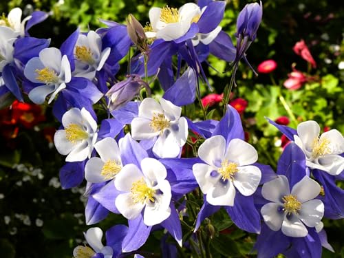 Live Perennial Plants (5 Pots)
