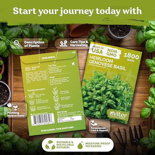 1 800 Genovese Basil Heirloom Herb Seeds for Planting
