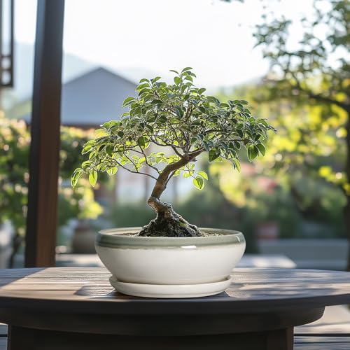 Bonsai Tree Pots (8 Inch / Grey-white)