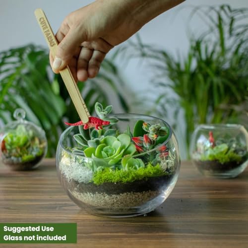 Terrarium Starter Kit