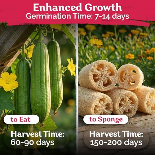 40 Luffa Heirloom Vegetable Seeds for Planting