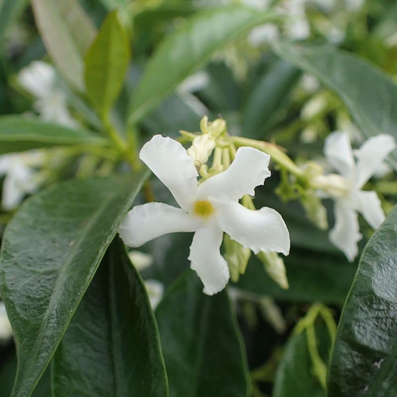 Daisy Ship Star Jasmine Fast (4 × 2-in bags / jasmine-star)