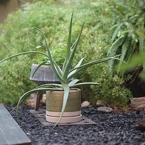 8 Inch Pots for Plants