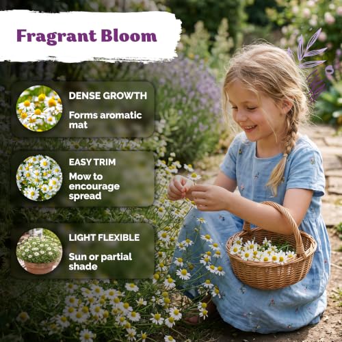 2500 Roman Chamomile Heirloom Perennial Flower Seeds