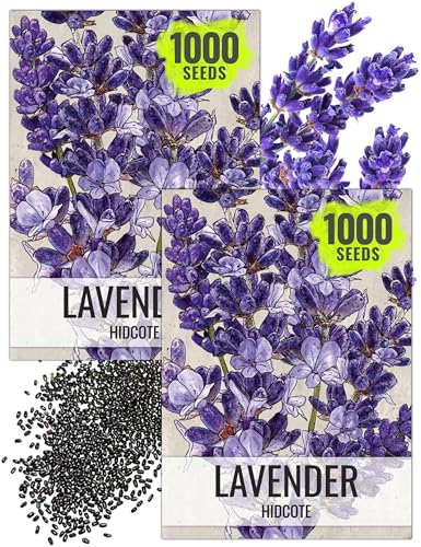 Blue Hidcote Lavender Seeds to Plant Heirloom Herbs 2 Packs (2 Packs)