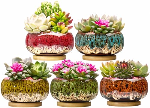 Cute Ceramic Succulent Garden Pots (Round+white Border)