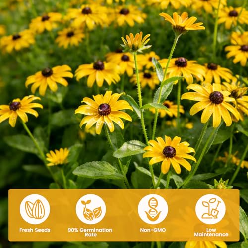 48000+ Black Eyed Susan Seeds for Planting