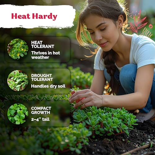 250 Purslane Heirloom Herb Seeds for Planting