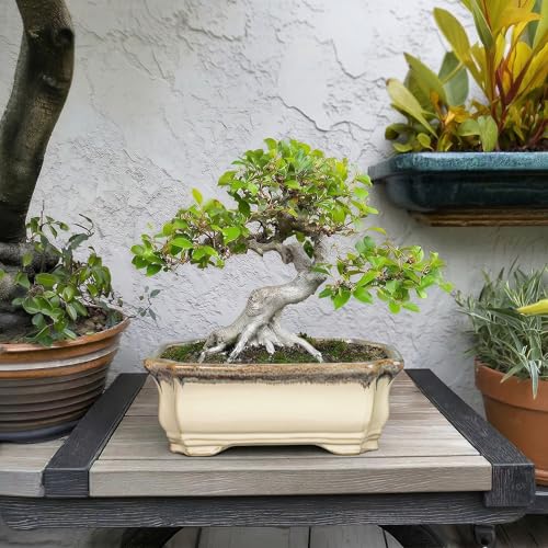 11.6 Inch Succulent Pots (11 Inch / Rectangular Beige-brown)