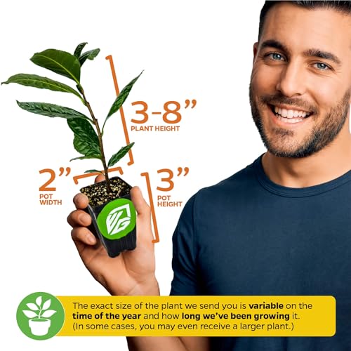 Yerba Mate (2-Pack) Live Plant by Wellspring Gardens (Yerba Mate Tea)
